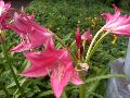 Ellen Bosanquet Crinum / Crinum 